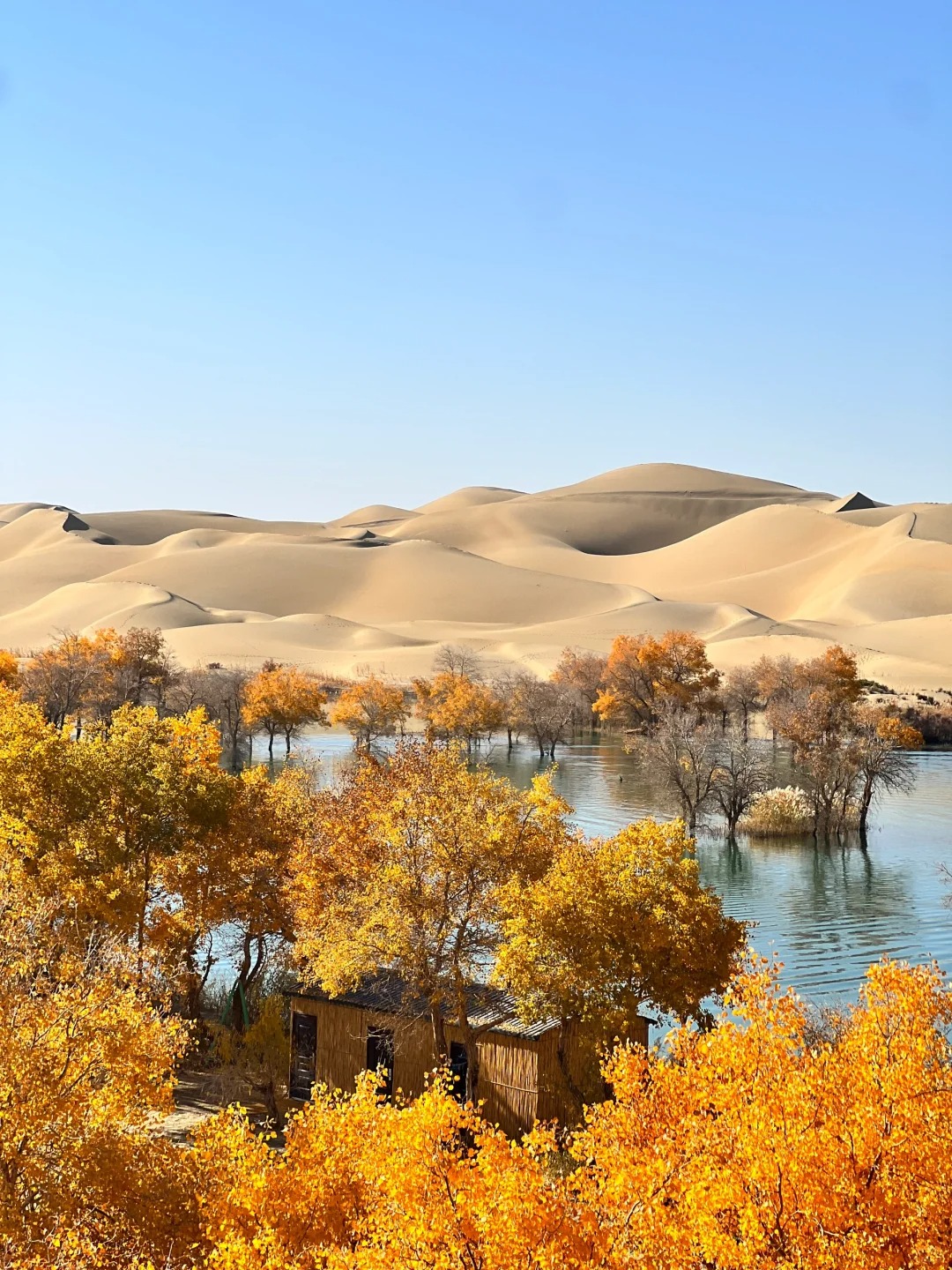 新疆胡杨林游玩攻略:赴一场三千年的金色之约-新疆旅游网官网